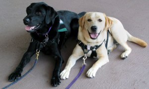 keystoneTherapyDogs