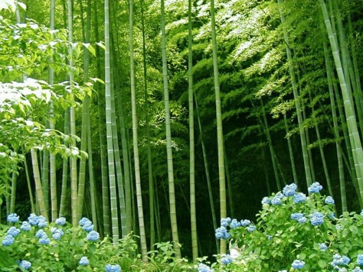 bamboo-forest.jpg
