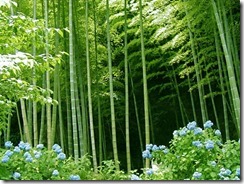 bamboo-forest