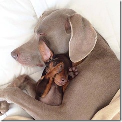 1902757_719741958047001_1385244069_n