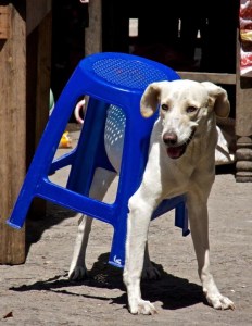 chairdog