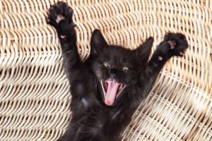 crazekitty