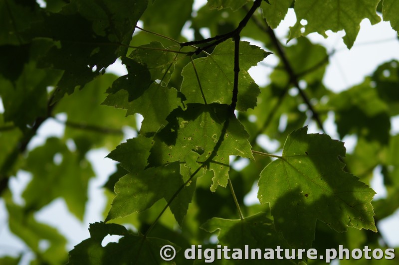 Tree-SLT-00021-TR.jpg