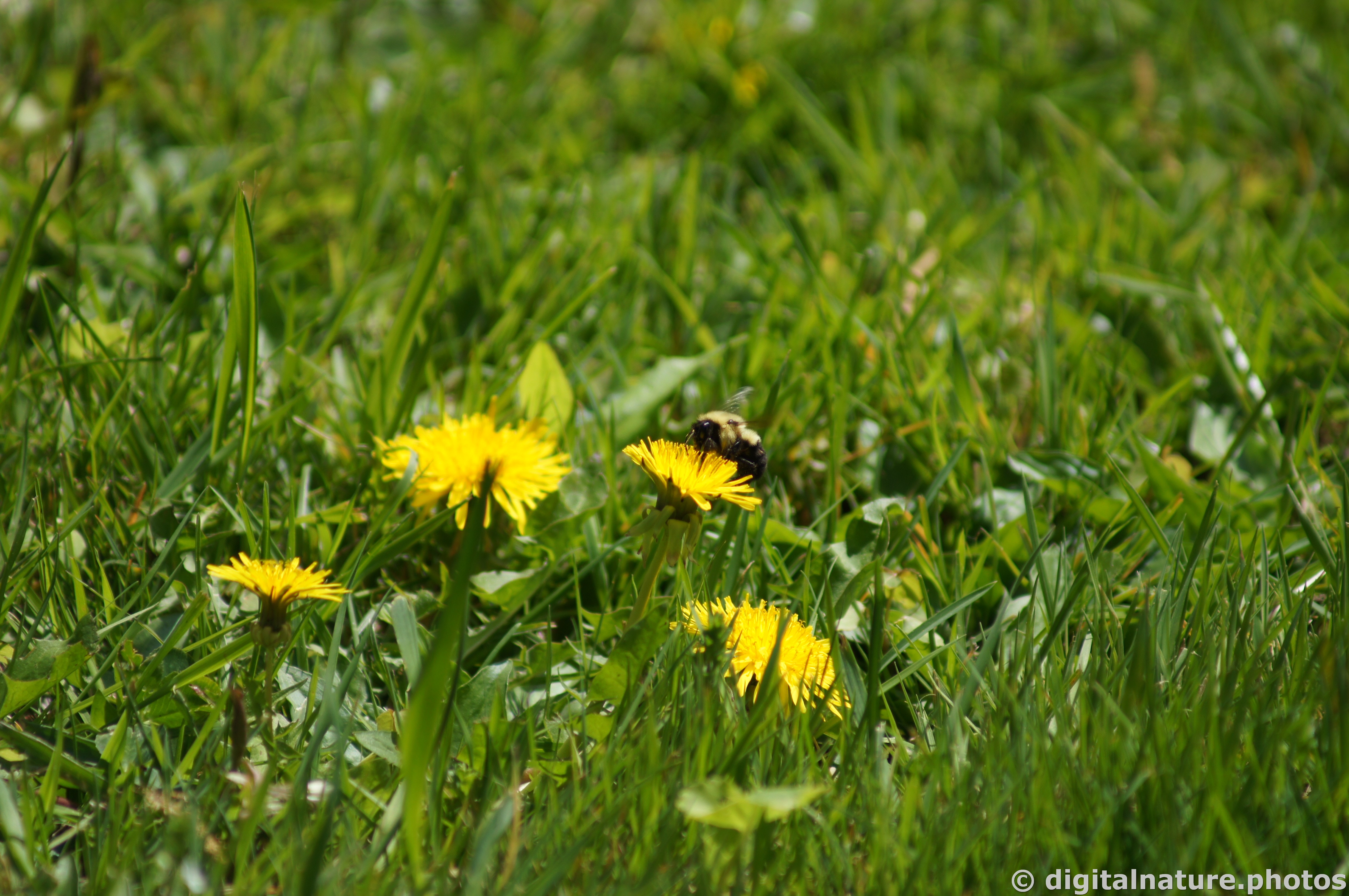 DSC02631-TR.jpg