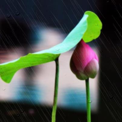 nature-01.jpg