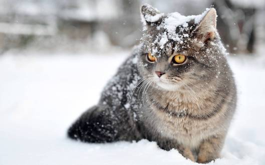 catsnoww