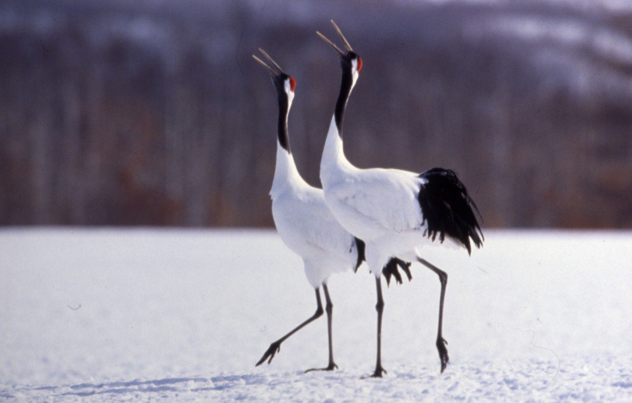 Crane_JNTO.jpg
