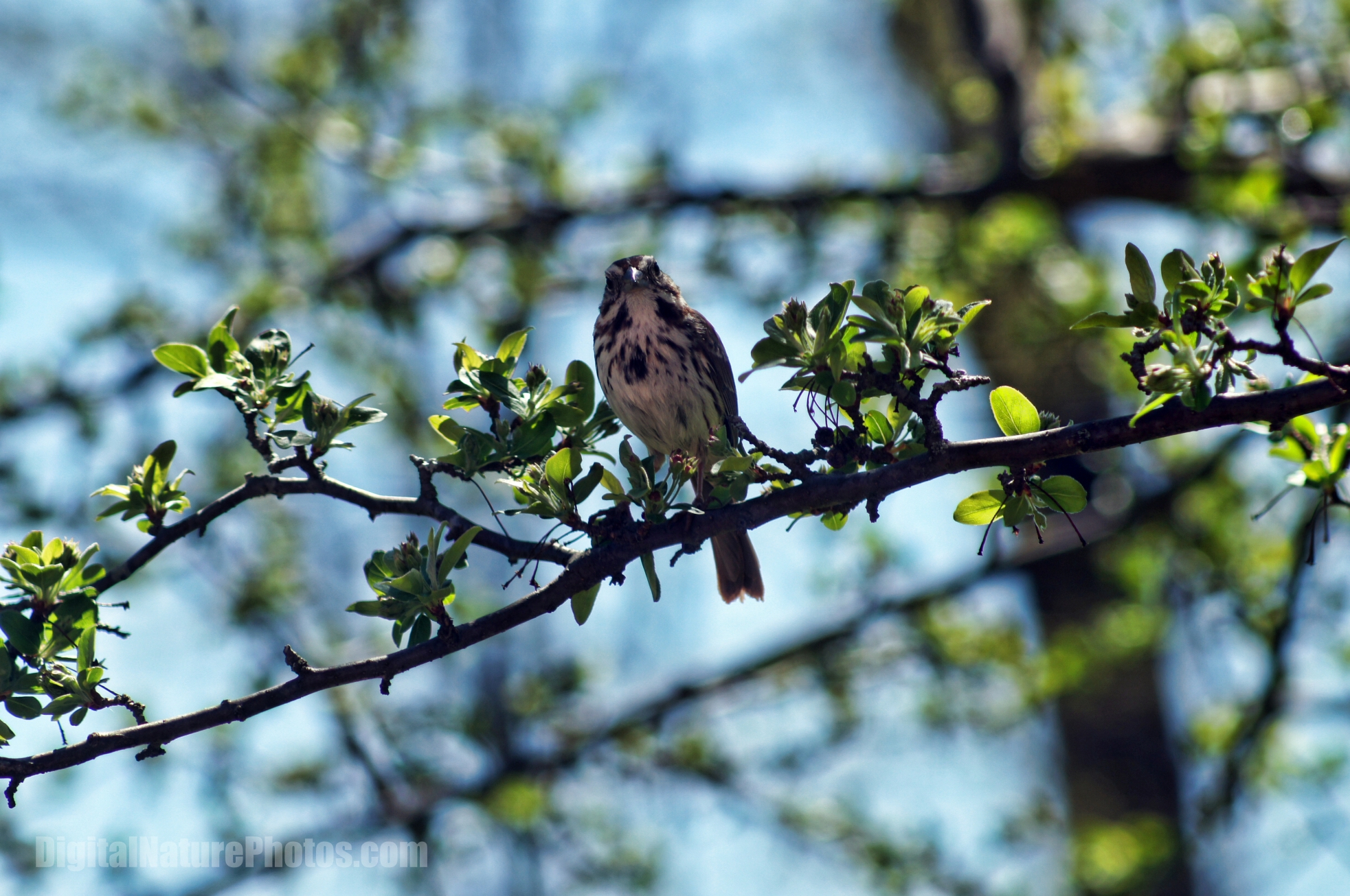 2013-Birds-0043SM.jpg