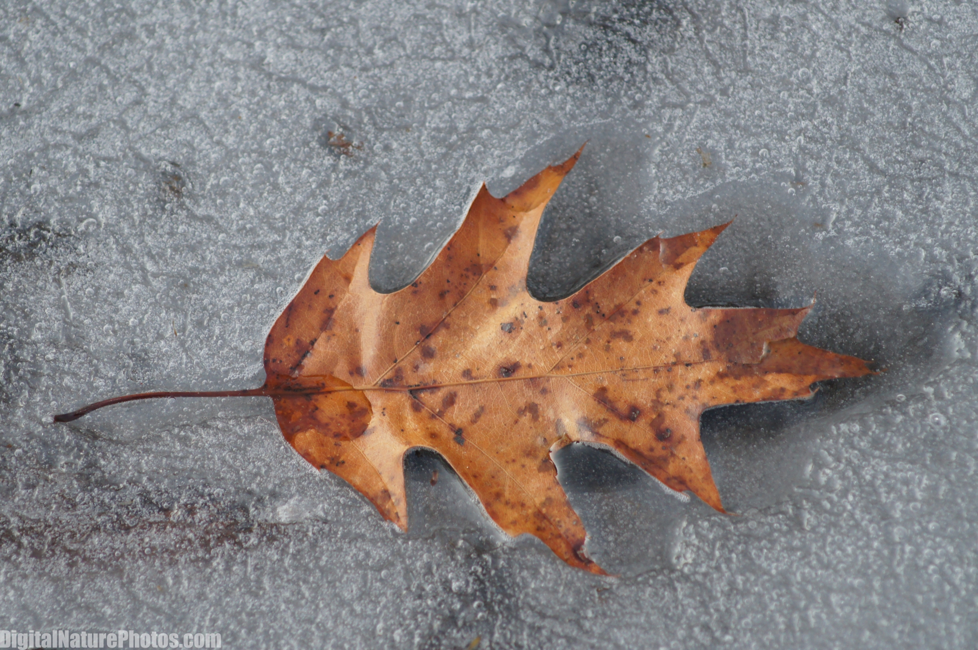 Winter-0010SM.jpg