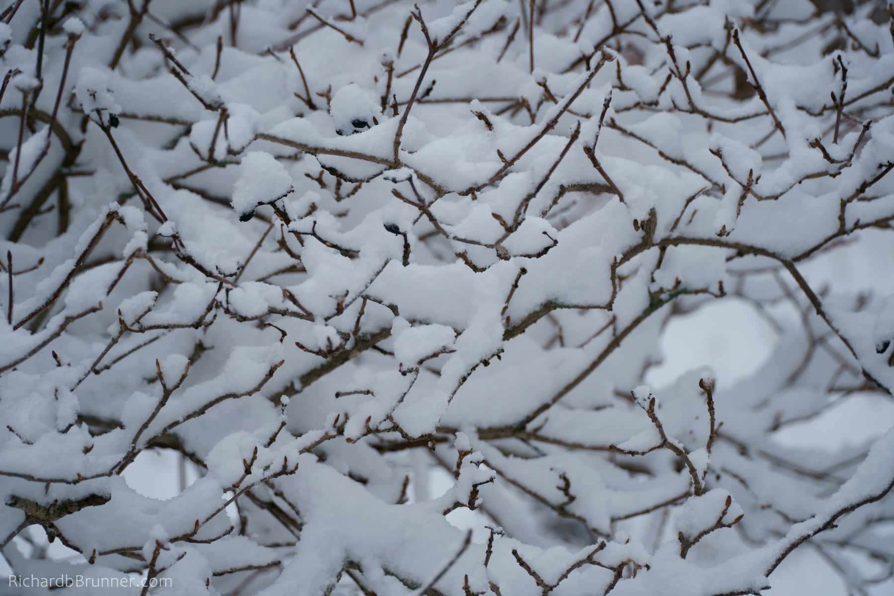 2017-Winter-50-sm.JPG