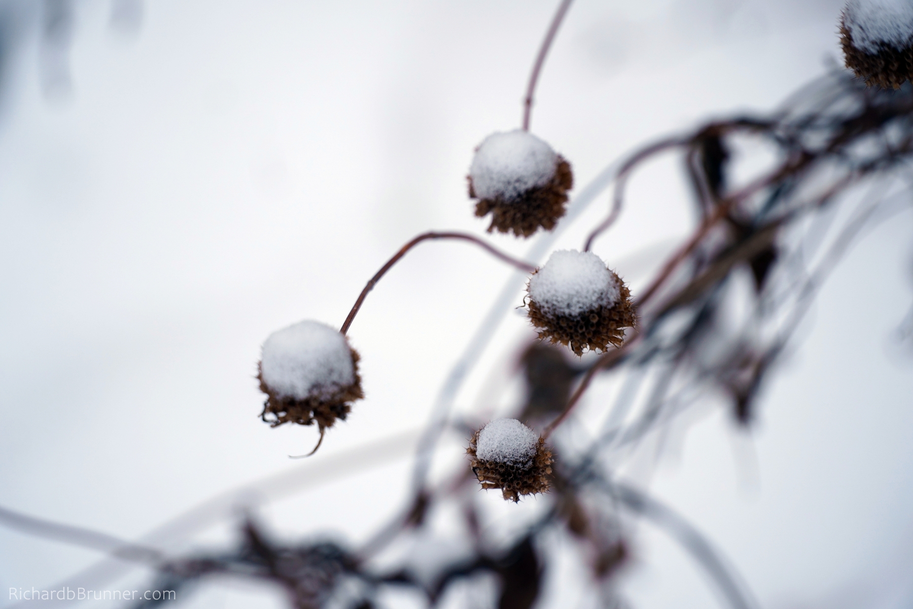 2018-Winter0009-sm.JPG