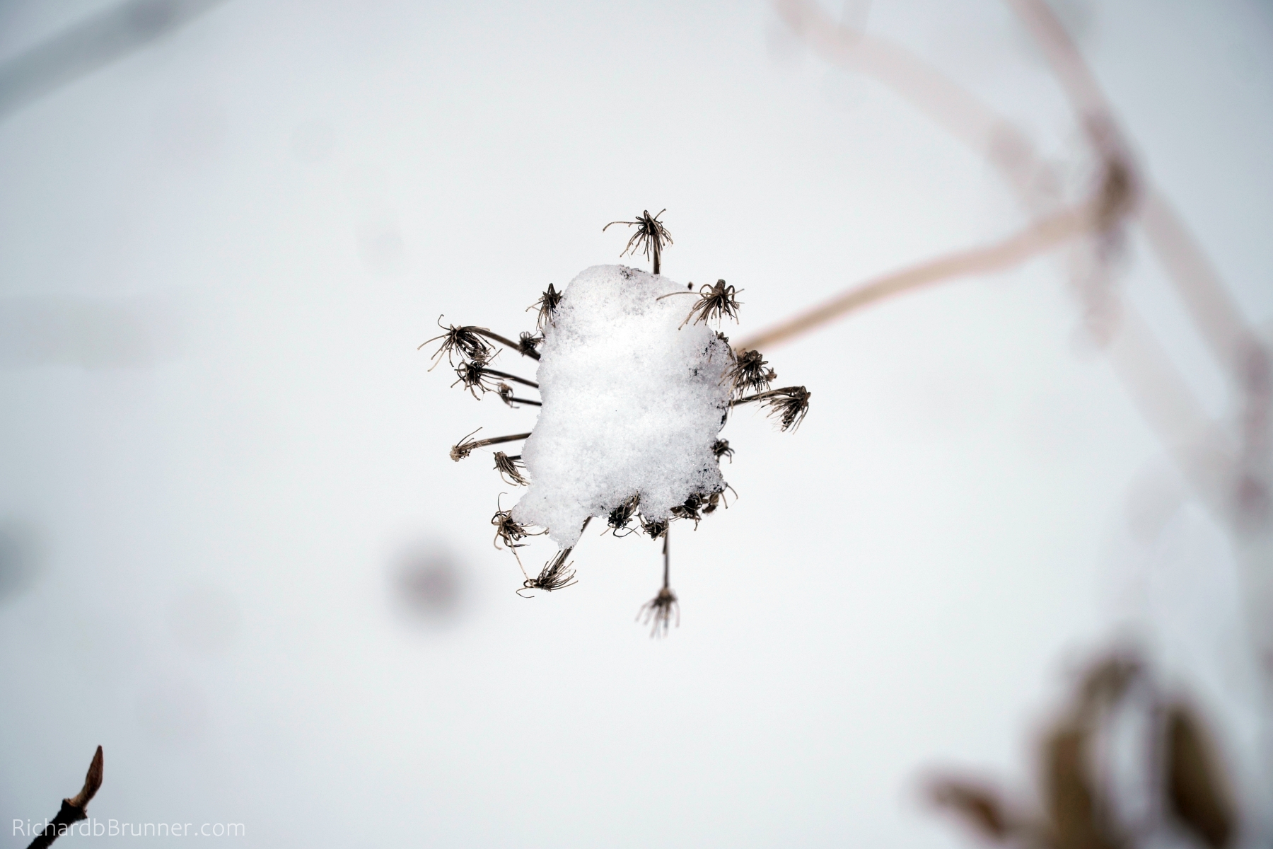 2018-Winter0014-sm.JPG