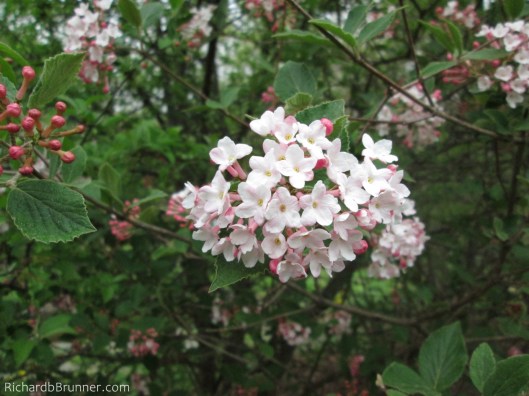 2014-Flowers-0156-sm.JPG