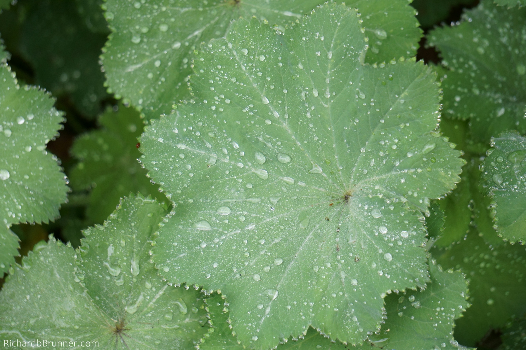 2017-Flowers-0061-sm