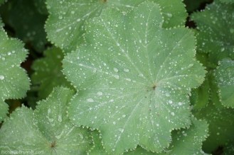 2017-Flowers-0061-sm