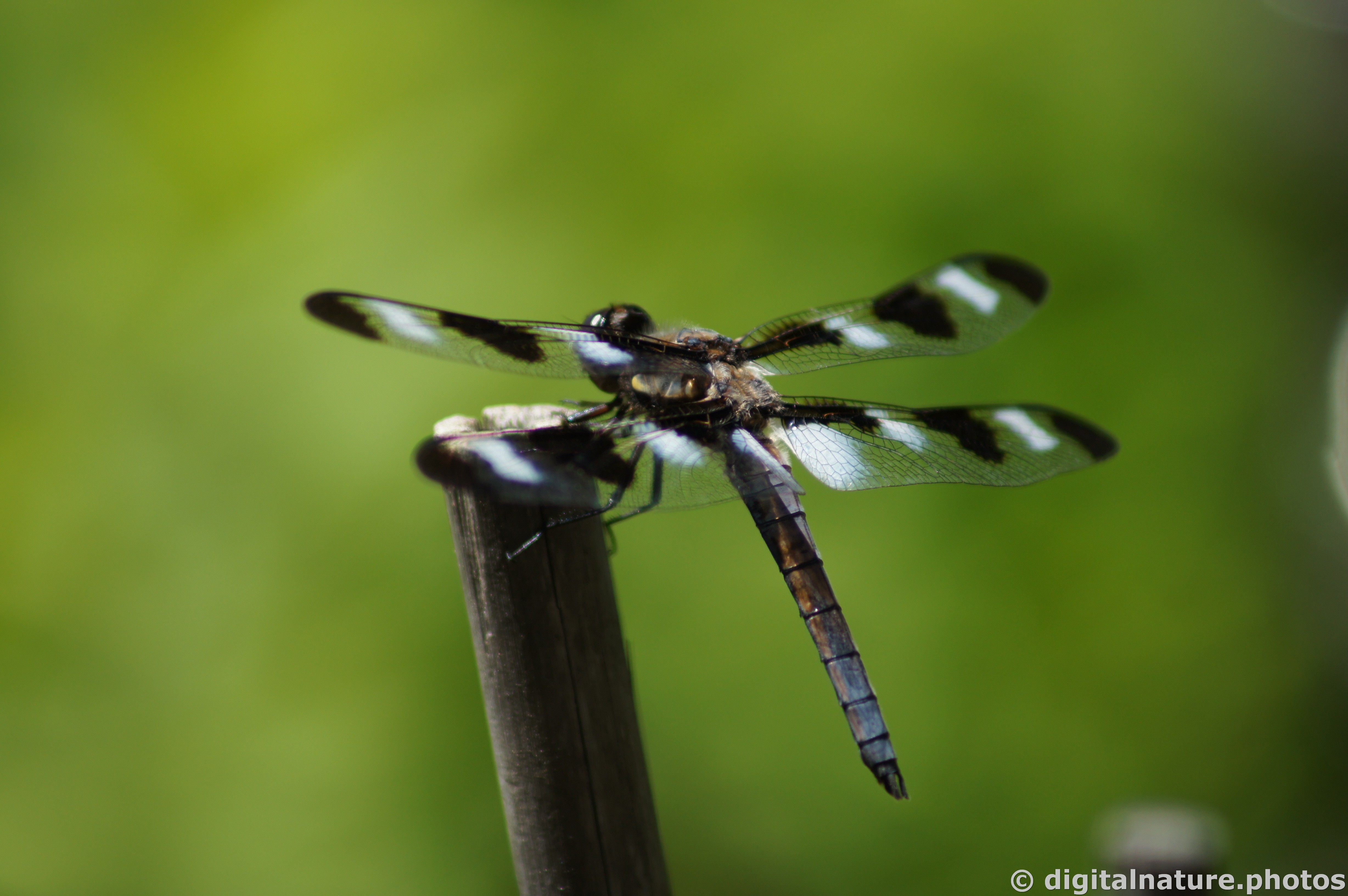 DSC03064-TR.jpg