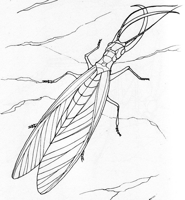 CPIT-Dobsonfly-TR.jpg