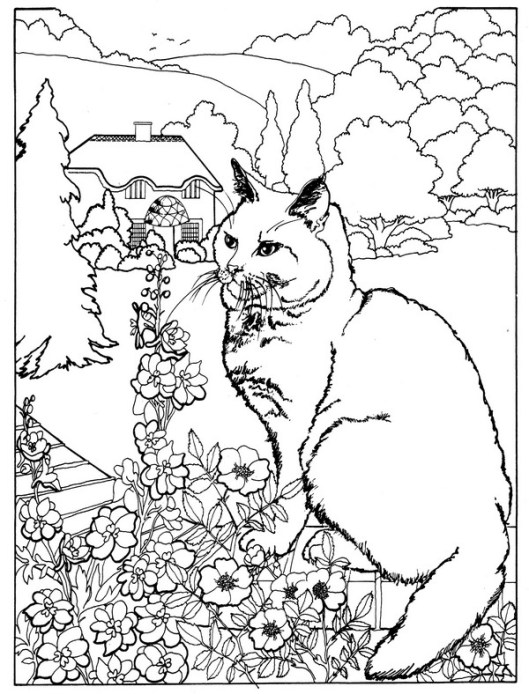 CPCT-British Domestic Short hair-TR.jpg