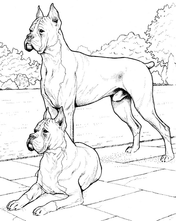 CPDG-Boxer-TR.jpg