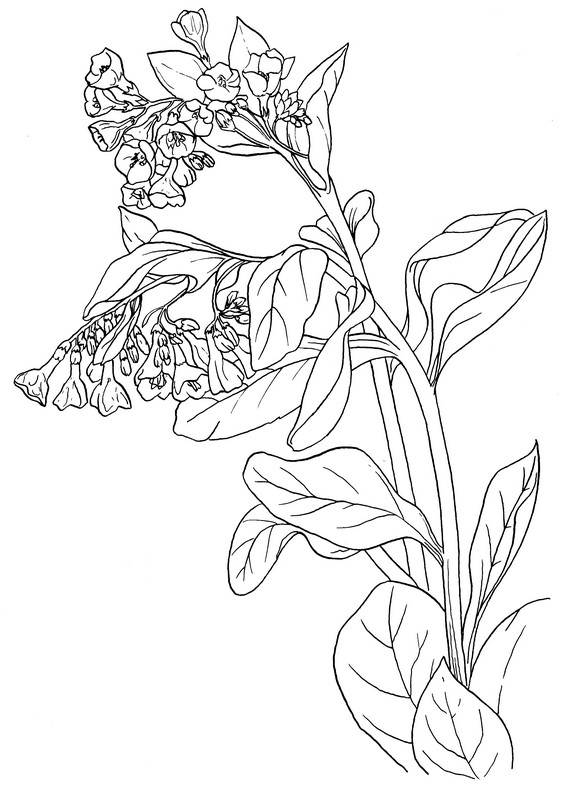 CPFL-Bluebells-TR.jpg