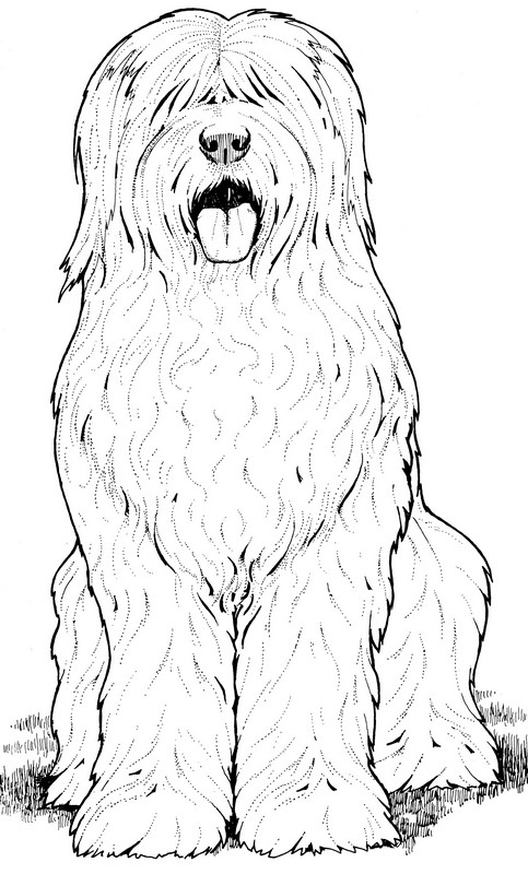 CPDG-Old English Sheepdog-TR.jpg