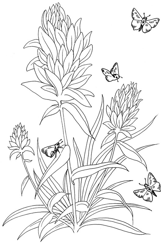 CPBF-Arizona Skipper-TR.jpg