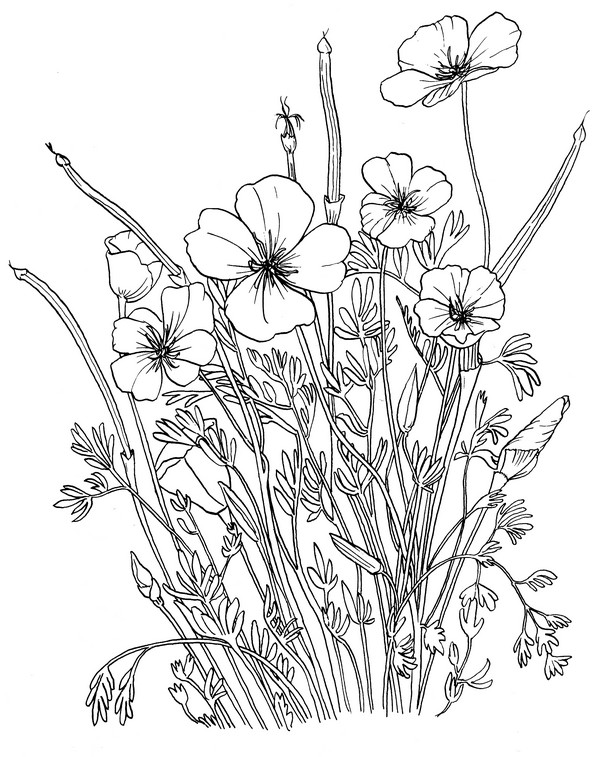 CPFL-California poppy-TR.jpg