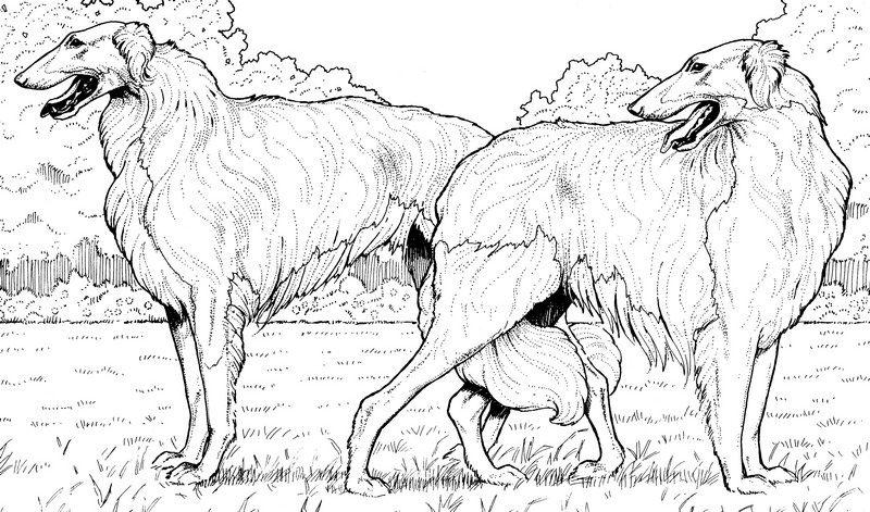CPDG-Borzoi-TR.jpg