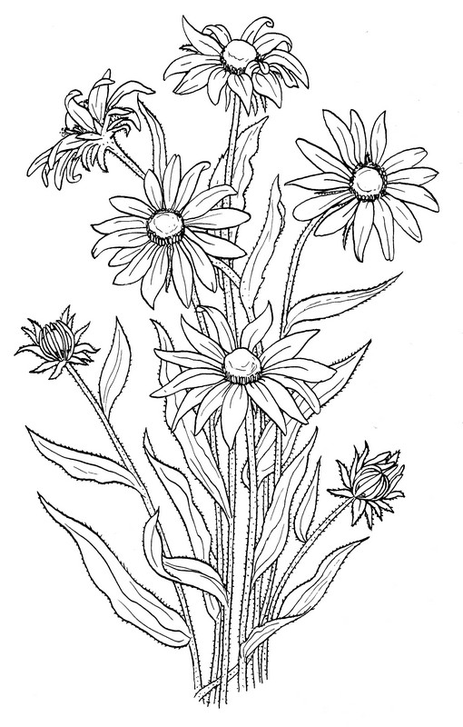 CPFL-Black eyed Susan-TR.jpg