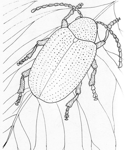 CPIT-Dogbane Leaf Beetle-TR.jpg