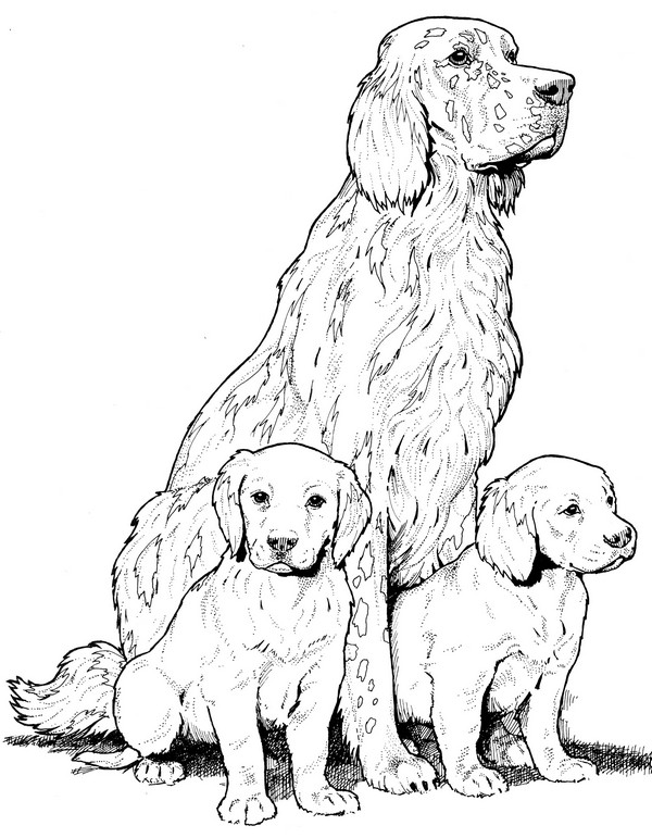 CPDG-English Setter-TR.jpg