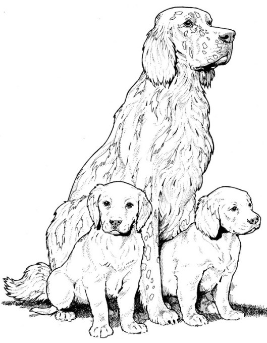 CPDG-English Setter-TR.jpg