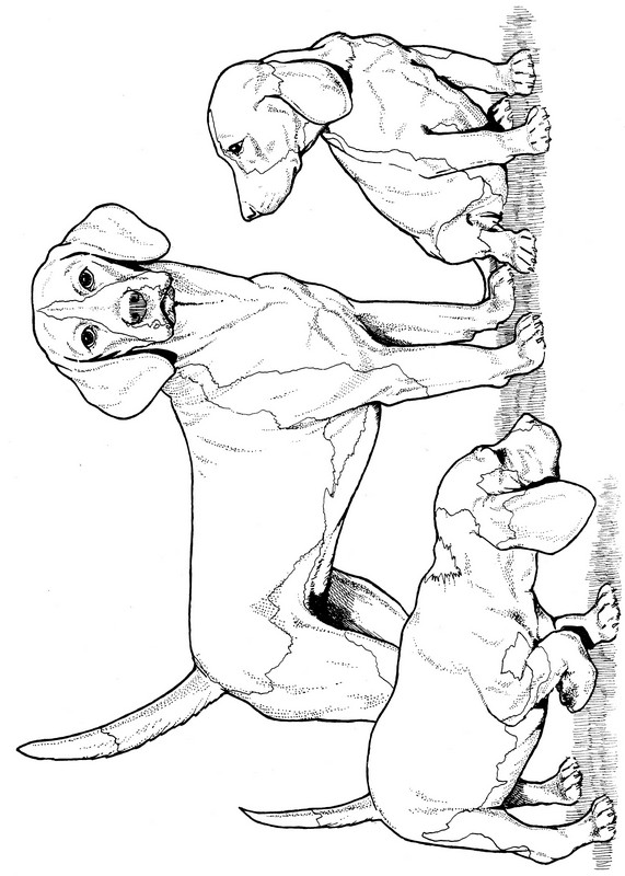 CPDG-Beagle-TR.jpg
