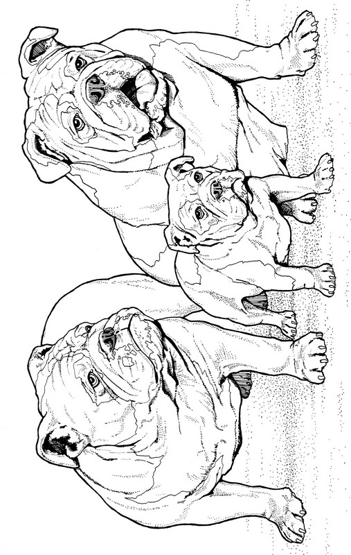 CPDG-Bulldog-TR.jpg
