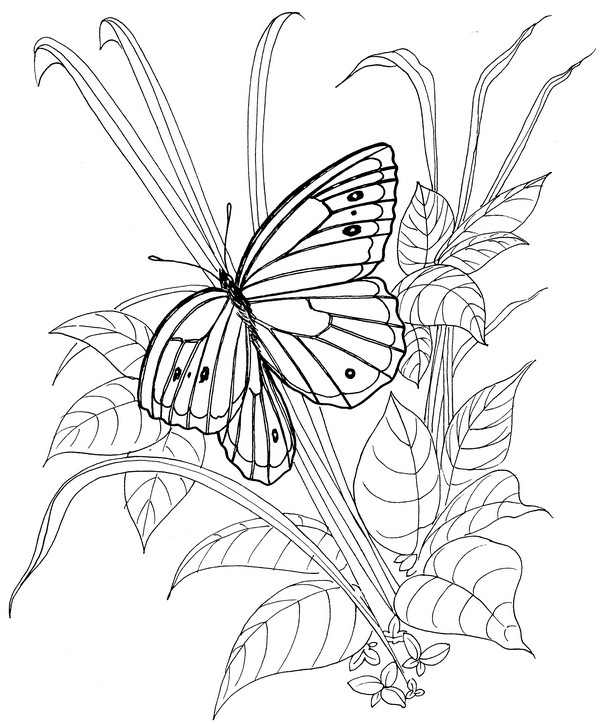 CPBF-Canada Arctic-TR.jpg