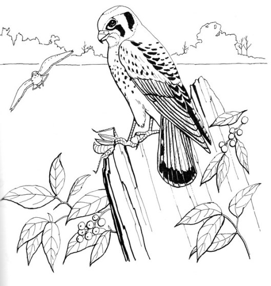CPBD-Sparrow Hawk-TR.jpg