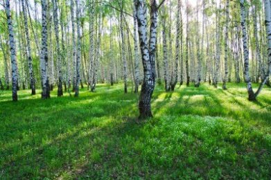 birchtrees