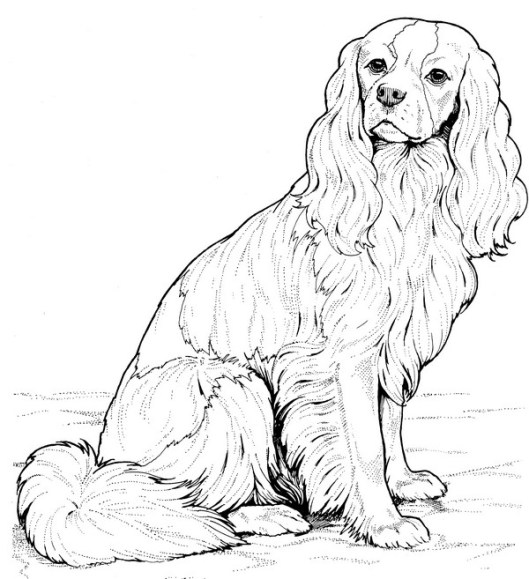 CPDG-Spaniel-TR.jpg