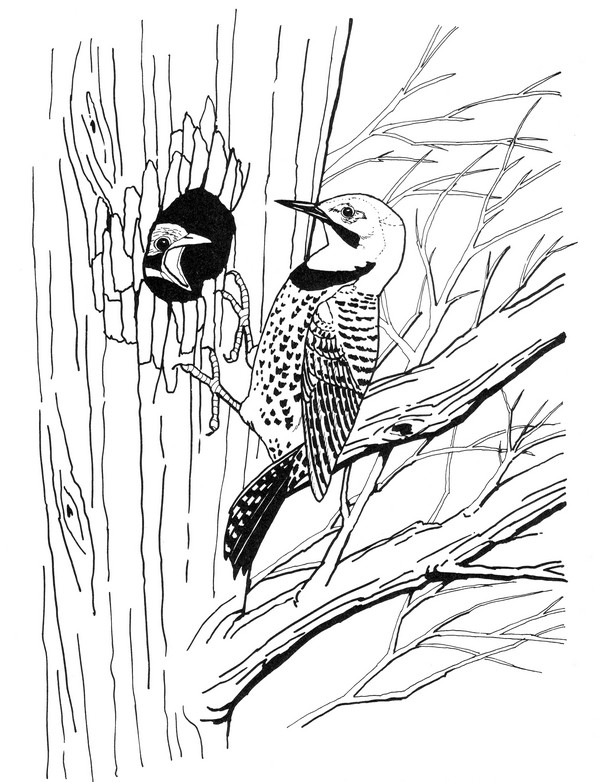 CPBD-Flicker-TR.jpg