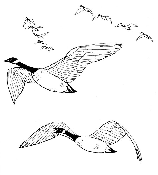 CPBD-Canada Goose-TR.jpg