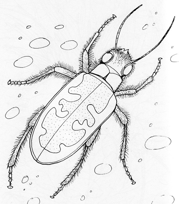 CPIT-Tiger Beetle-TR.jpg