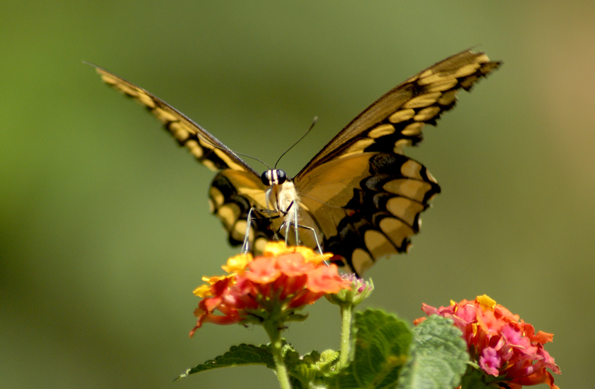 butterfly10