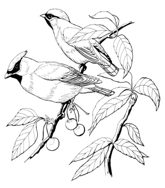 CPBD-Cedar Waxwing-TR.jpg