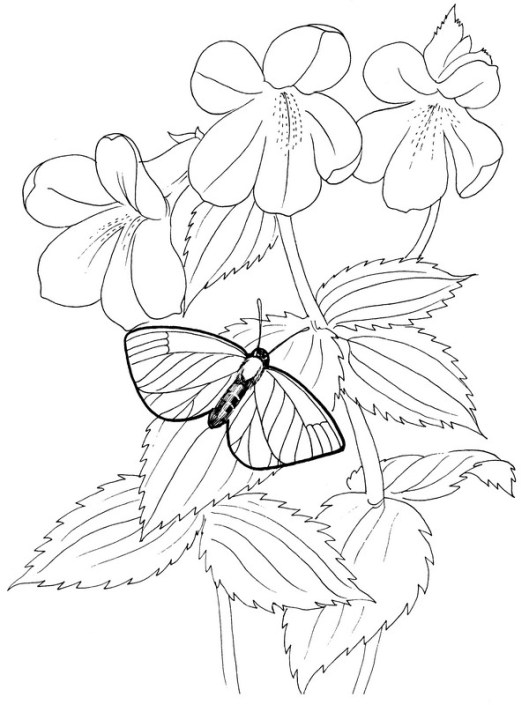 CPBF-Blackburns Bluet-TR.jpg