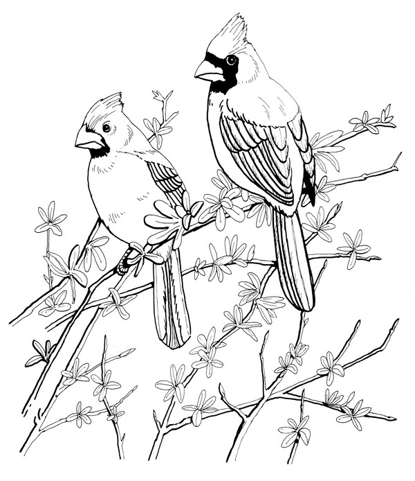 CPBD-Cardinal-TR.jpg