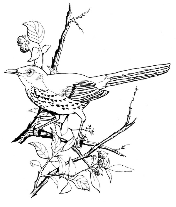 CPBD-Brown Thrasher-TR.jpg