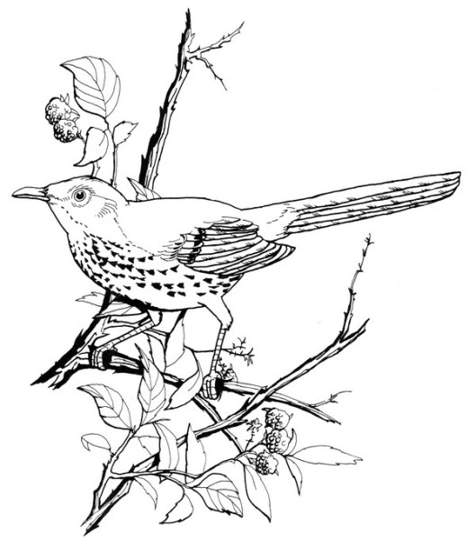 CPBD-Brown Thrasher-TR.jpg