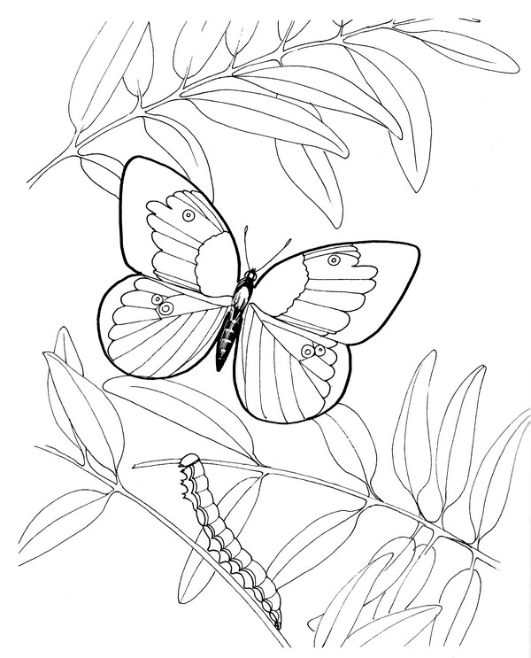 CPBF-Dogface Butterfly-TR.jpg