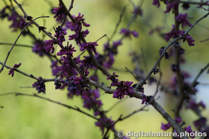 DSC02463-TR.jpg