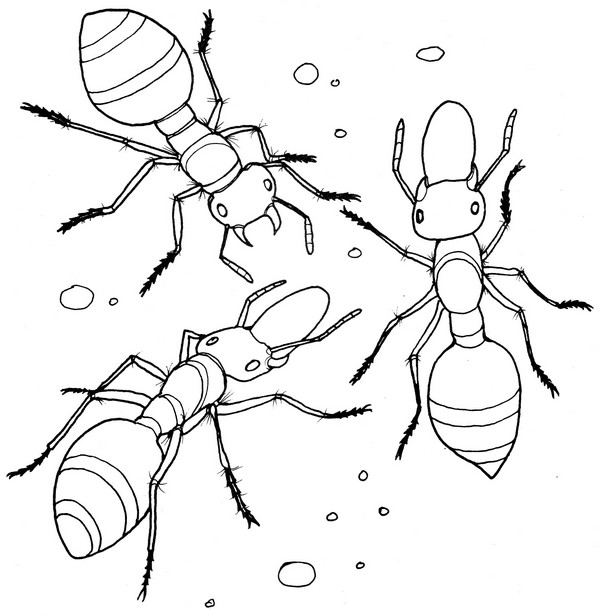 CPIT-Ant-TR.jpg